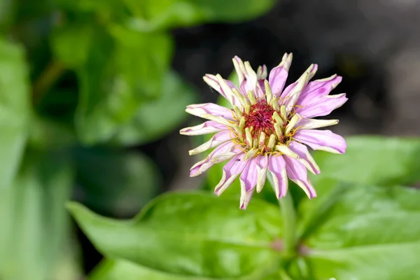 Jovem rosa zinnia flor — Fotografia de Stock