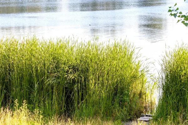 Green Reeds Growing Close Lake Summer Evening Light Plays Wind — Stock Photo, Image