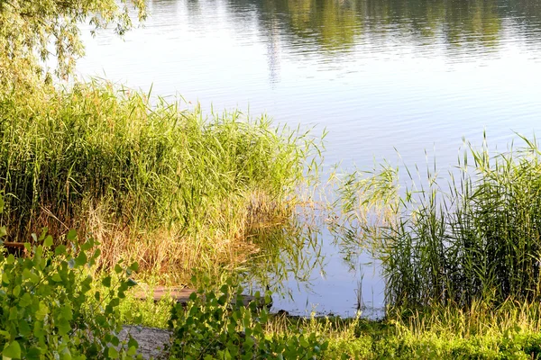 Green Reeds Growing Close Lake Summer Evening Light Plays Wind — Stock Photo, Image