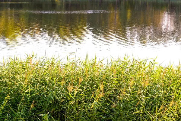 Reeds Close to the Lake — Stock Photo, Image