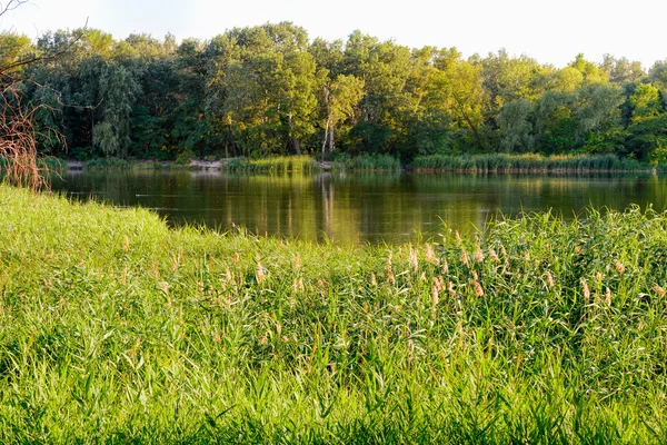 Reeds perto do lago — Fotografia de Stock