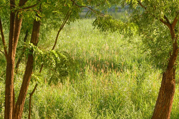 Green Reeds Growing Close Lake Summer Evening Light Plays Wind — Stock Photo, Image