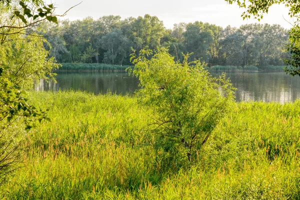 绿色的芦苇生长在靠近湖面的地方 一棵年轻的柳树生长在中间 傍晚的灯光与风一起吹来 营造出一种安静的氛围 — 图库照片