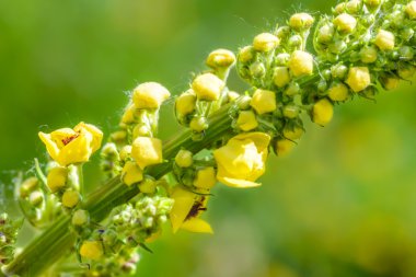 Sarı Verbascum Thapsus