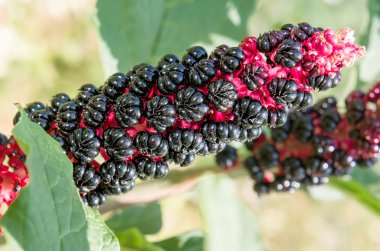 Phytolacca Acinosa