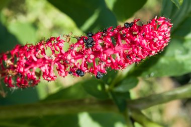 Phytolacca Acinosa