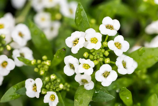 Lobularia Maritima — Stock fotografie