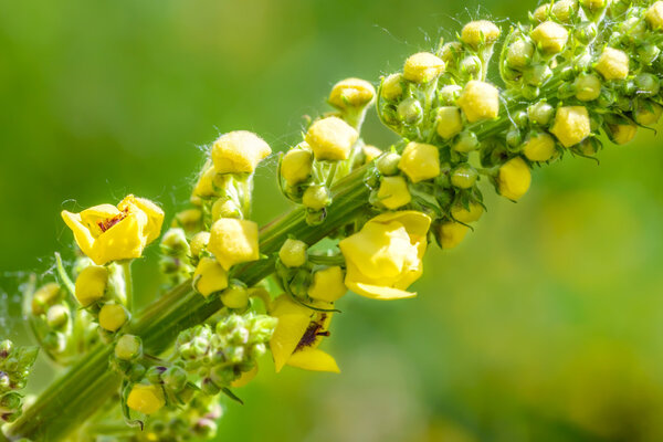 Yellow Verbascum Thapsus