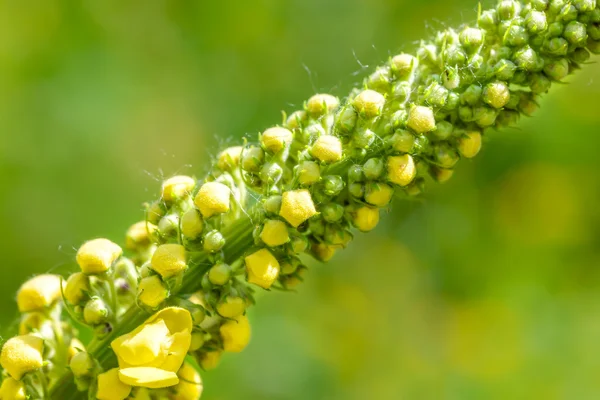 Żółty Verbascum Thapsus — Zdjęcie stockowe