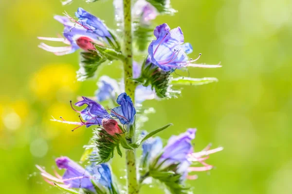 Echium vulgare Macro —  Fotos de Stock