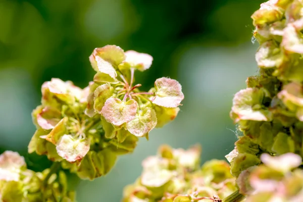 Rumex Crispus — Stock Photo, Image