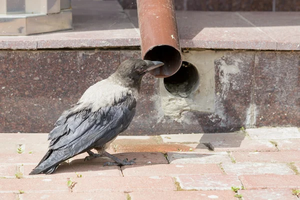 Kråka Dricker Några Vatten Från Ett Flöde Rör För Att — Stockfoto