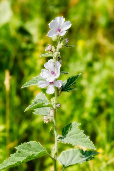 Virág fehérmályva (Althaea) — Stock Fotó