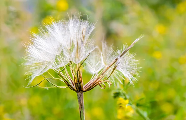 Tragopogon — Stockfoto