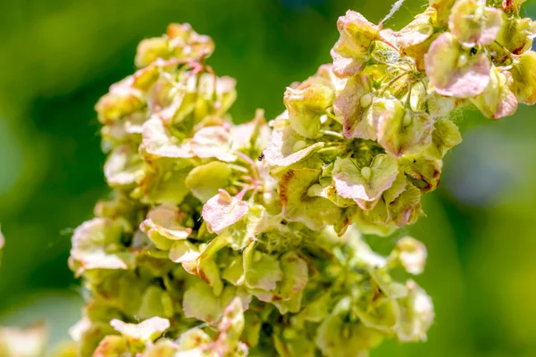 Rumex Crispus — Stock Photo, Image