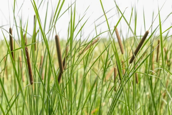 Typha latifolia — Stockfoto