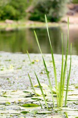 Typha latifolia
