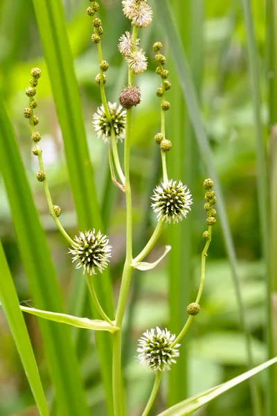 Sparganium Erectum — Stock Photo, Image