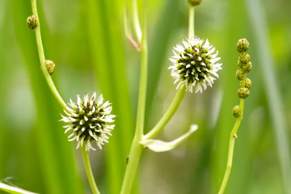 Sparganerectum — стоковое фото