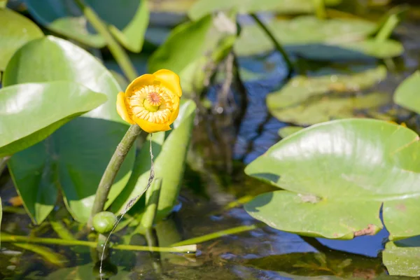 Flor de Nuphar Lutea — Foto de Stock