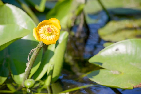 Flor de Nuphar Lutea — Foto de Stock