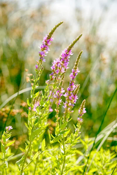 Lithrum salicaria — Fotografia de Stock