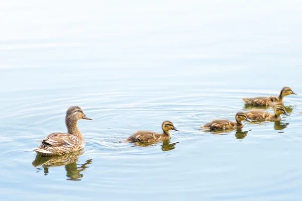 Pato hembra y patitos en el río — Foto de Stock