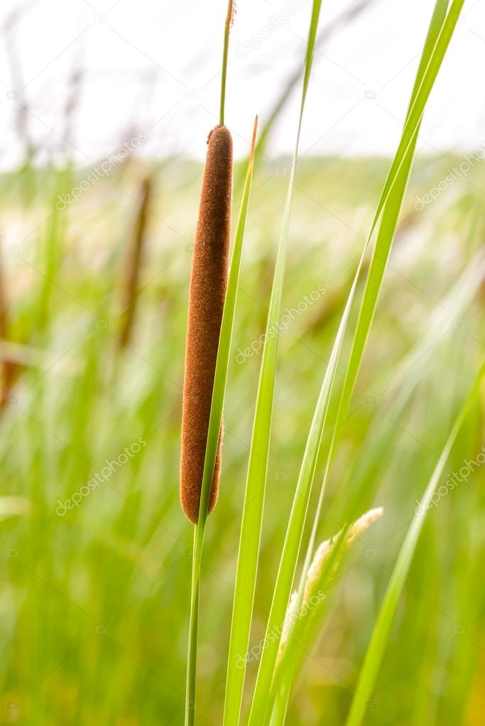 Reed's cattail detail