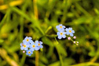 Myosotis arvensis