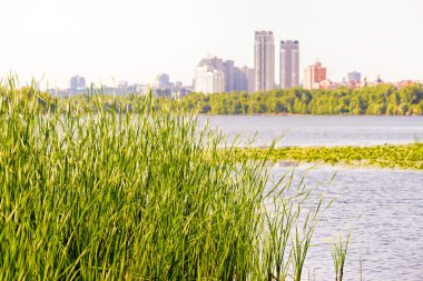 Sazlık (Typha Latifolia) Dinyeper Nehri yakınında büyür. Kiev şehir arka planda görünür