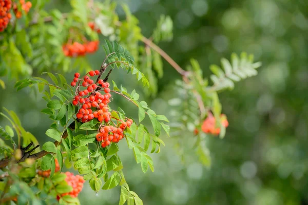 Sorbus Red Fruits — Stock Photo, Image