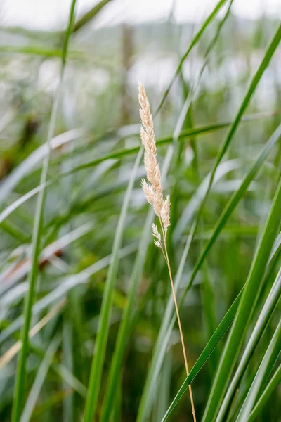 Poaceae Typha Latifolia Камышовые — стоковое фото