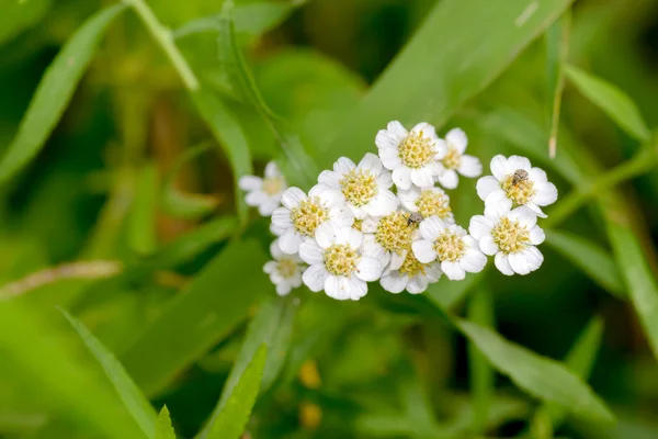 Beyaz Achillea çiçek — Stok fotoğraf