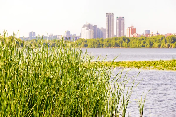 Schilf Typha Latifolia Wächst Der Nähe Des Dnjepr Hintergrund Erscheint — Stockfoto