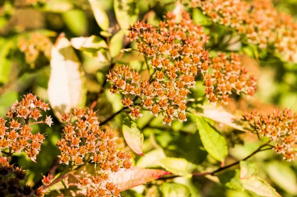 Macro Photo Spiraea Japonica Fruits — Stock Photo, Image