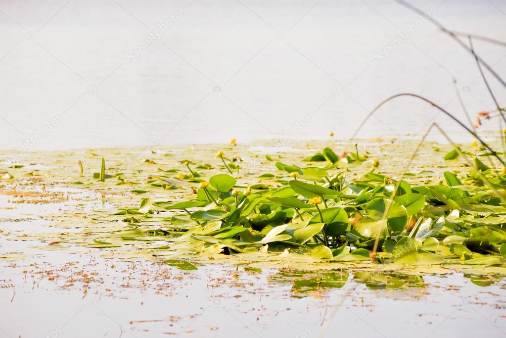 Yellow Nuphar Lutea