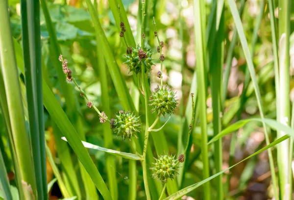 Sparganium erectum — Stok fotoğraf