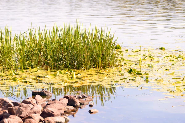 Reeds and Waterlilies in the River — Stock Photo, Image