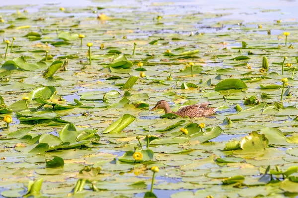 Patos fêmeas nadando — Fotografia de Stock