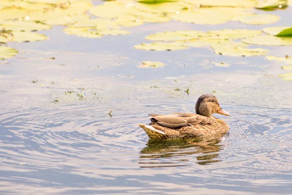 Pato hembra Natación — Foto de Stock