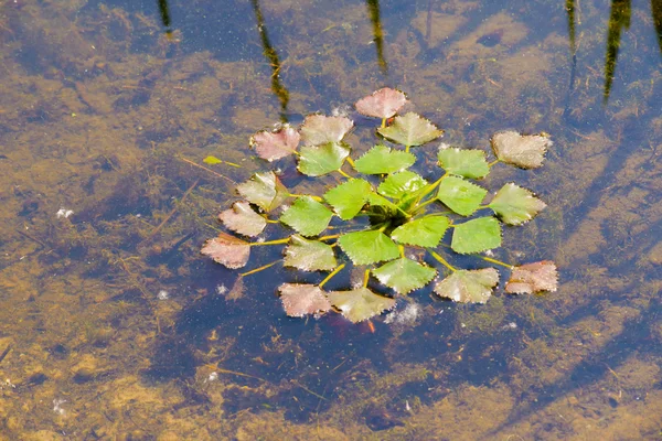 Trapa Natans También Llamado Castaño Agua Caltrop Agua Flotando Río —  Fotos de Stock