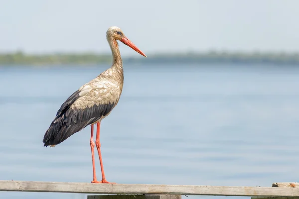 Cigogne sur le Ponton — Photo