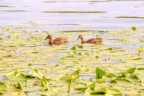 Patos fêmeas nadando — Fotografia de Stock