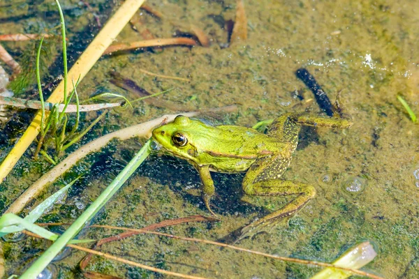 Nehre yeşil kurbağa — Stok fotoğraf