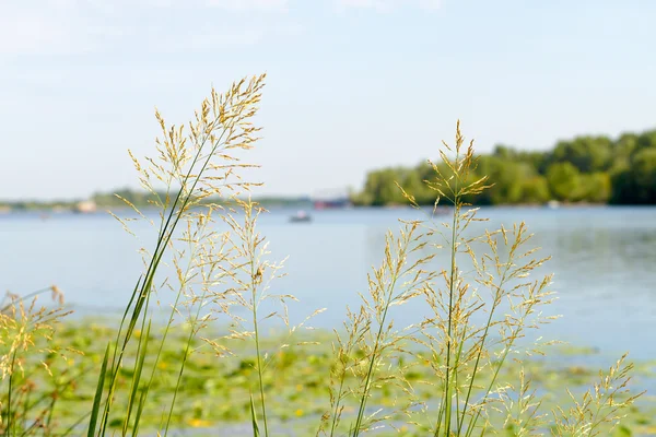 Gramineae Herbs Moved Wind Close Dnieper River Warm Spring Sun — Stock Photo, Image