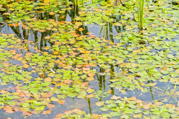 Trapa Natans Aussi Appelé Châtaignier Eau Caltrop Eau Flottant Dans — Photo