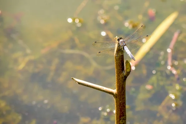 Dragonfly on a Branch — Stock Photo, Image