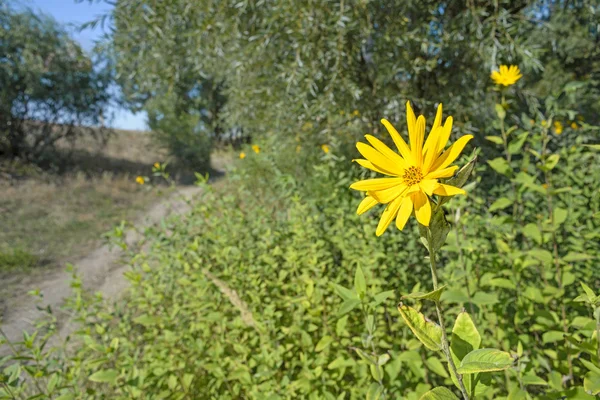 Helianthus Tuberosus Amarillo Flor Alcachofa Jerusalén Creciendo Cerca Camino Colina — Foto de Stock