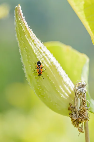 Firebug για ένα φρούτο του Asclepias Syriaca — Φωτογραφία Αρχείου