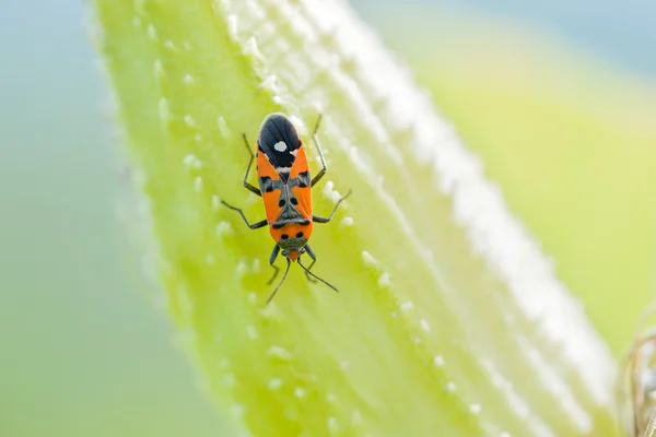 Firebug on a Fruit of Asclepias Syriaca — Stock Photo, Image